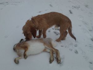 Elvis hare säsong 2