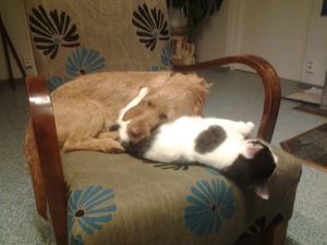 Tuiskupolun Elvis med katten Tuiskupolun Elvis kissan kanssa foto/kuva: Patric Forsström