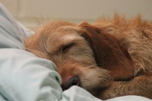 My värmer sängen Nuusku lämmittää sängyn