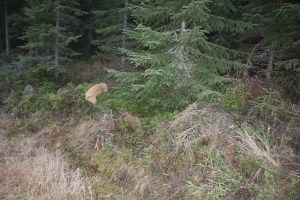 BASA SM Juupajoki 2014 1038