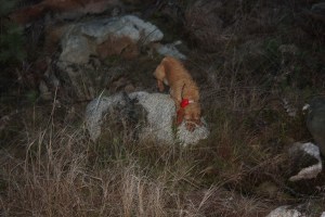 BASA SM Juupajoki 2014 1057