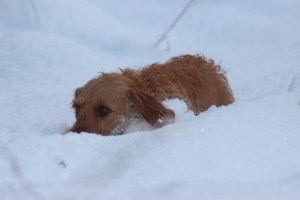 Tuiskupolun Smilla tukkii jälkiä -spårar