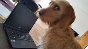 Svart i rutan - ingen snö Musta ruutu - ei lunta