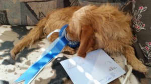 Smilla SA 2 Tohmajärvi