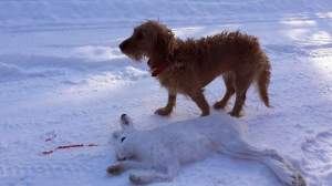 Viimeinen päivä Sista dagen